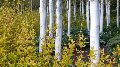 Himalyan birches - one of the best trees with white bark