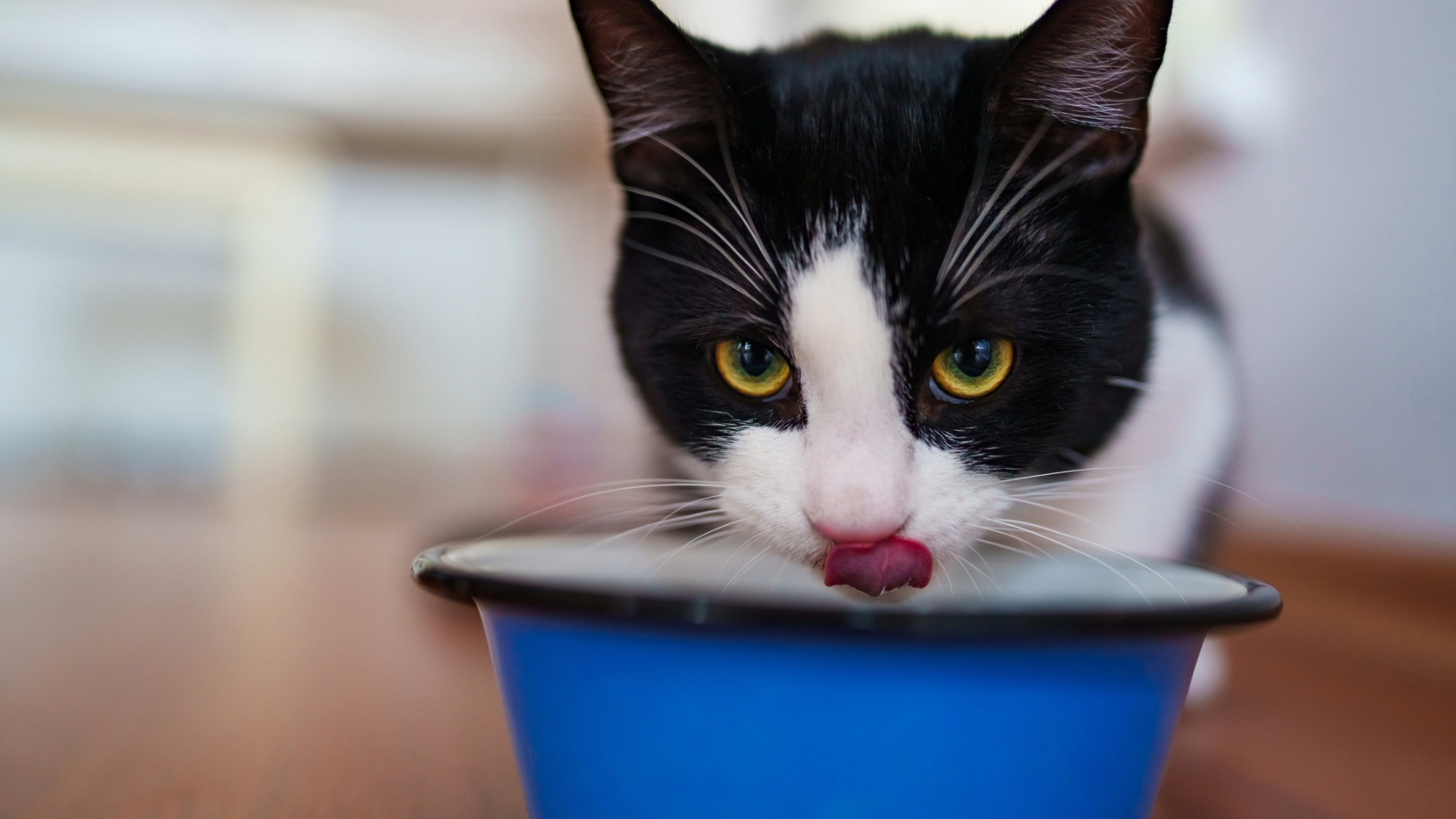 A young cat drinking from a bowl