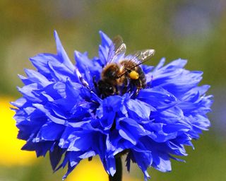 bee on cornflower