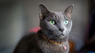 Russian Blue