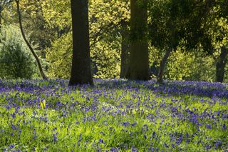 ancient bluebell wood