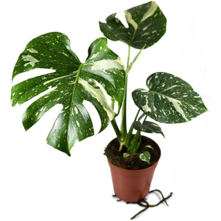 Thai Constellation Monstera