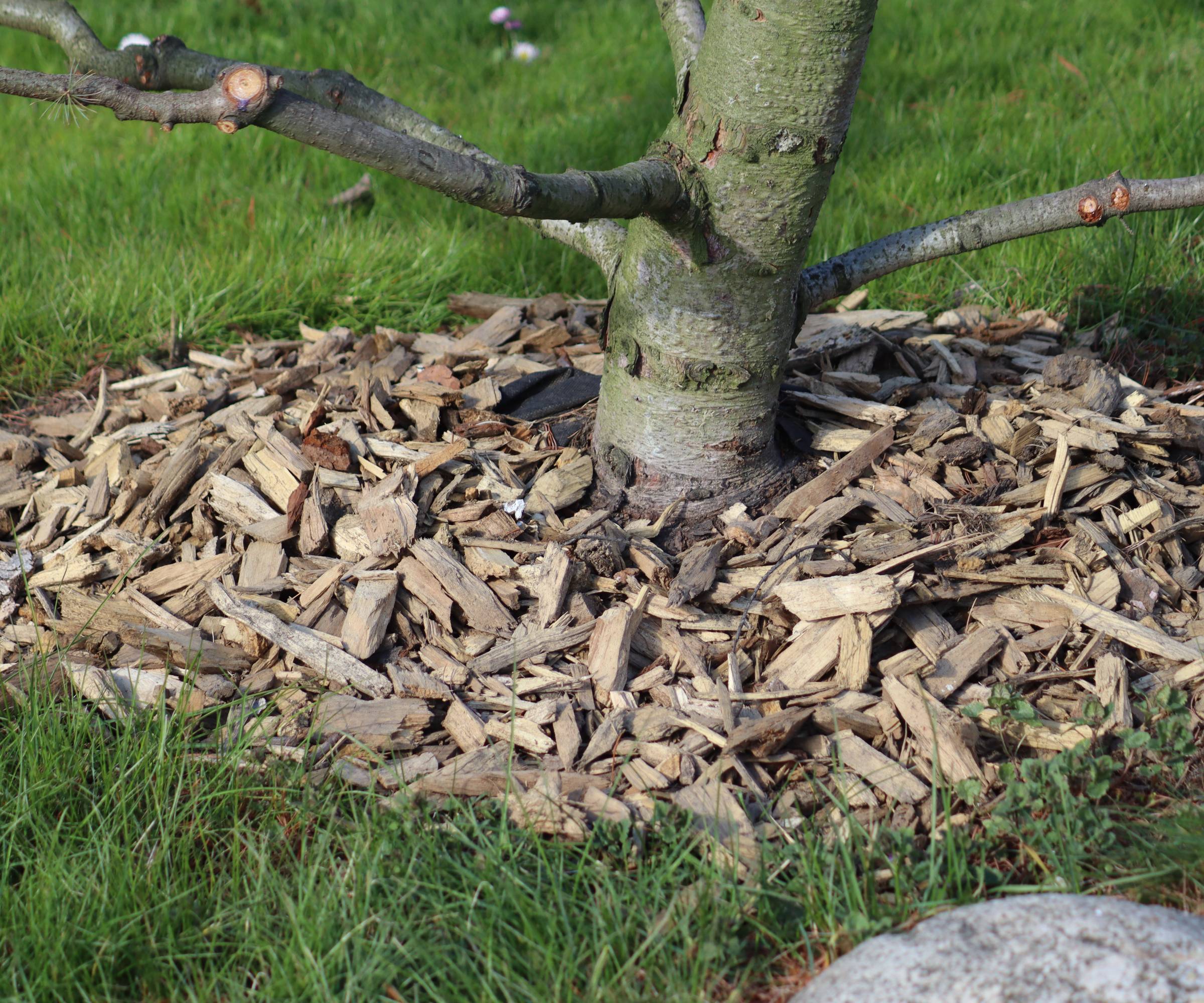 mulch around the base of a tree