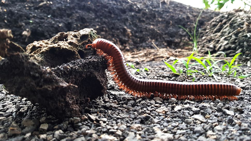 Centipedes and Millipedes Lots of Legs, What's the Difference? Live Science