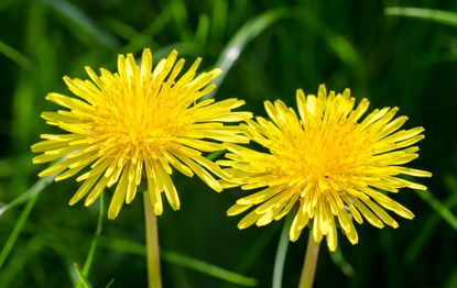 Dandelions