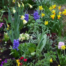 spring flowers in garden border