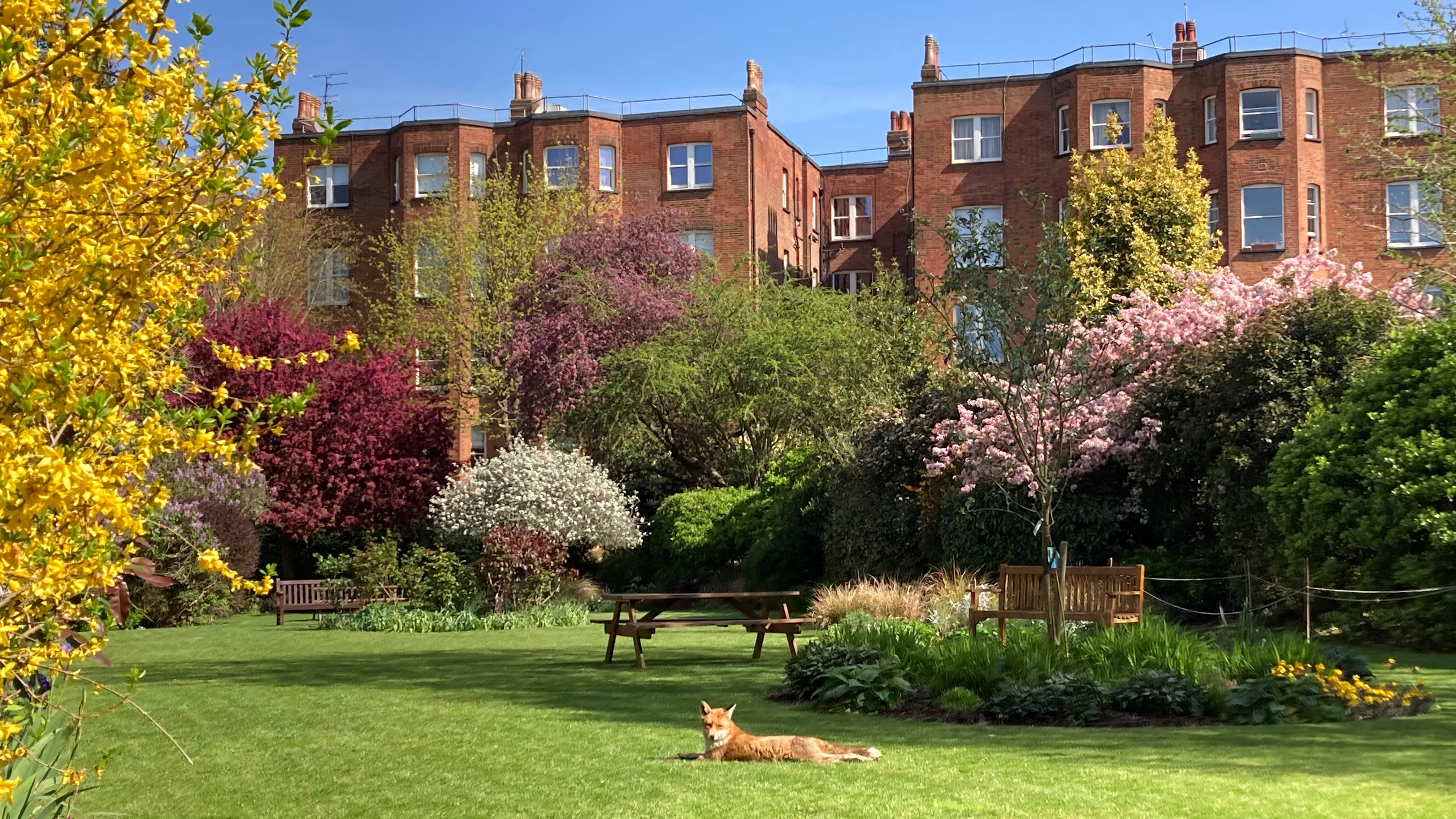 Fox sunbathing on urban lawn