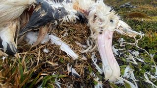 the face of a dead albatross with its beak in the front of the picture and feathers plucked