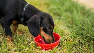 Young Dachshund dog drinking water from red bowl in the grass