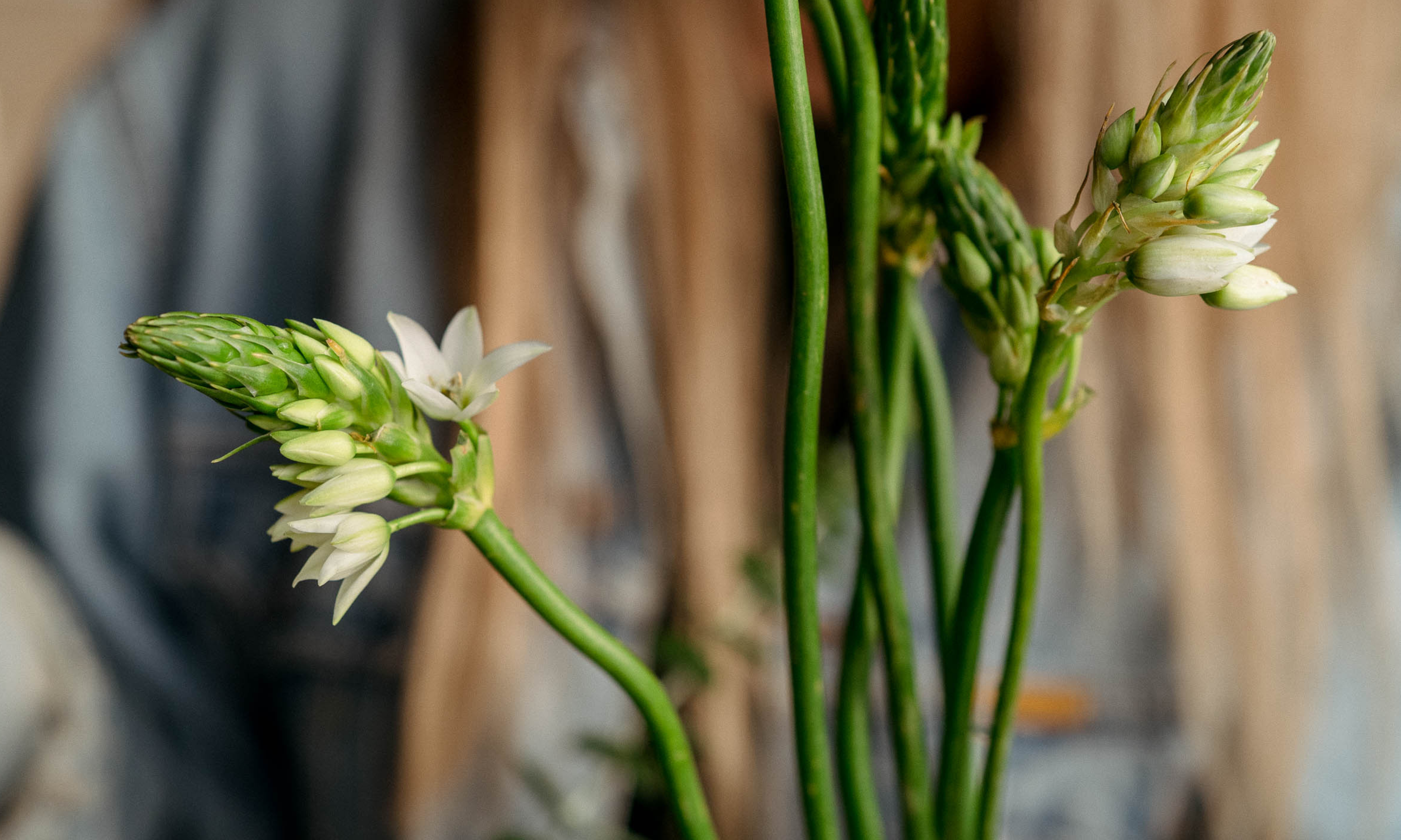 Close up of star of Bethlehem stems
