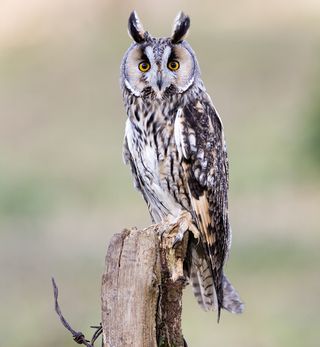 Owl