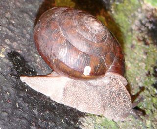 The land snail with a regenerated, pale-colored tail (also called its foot).