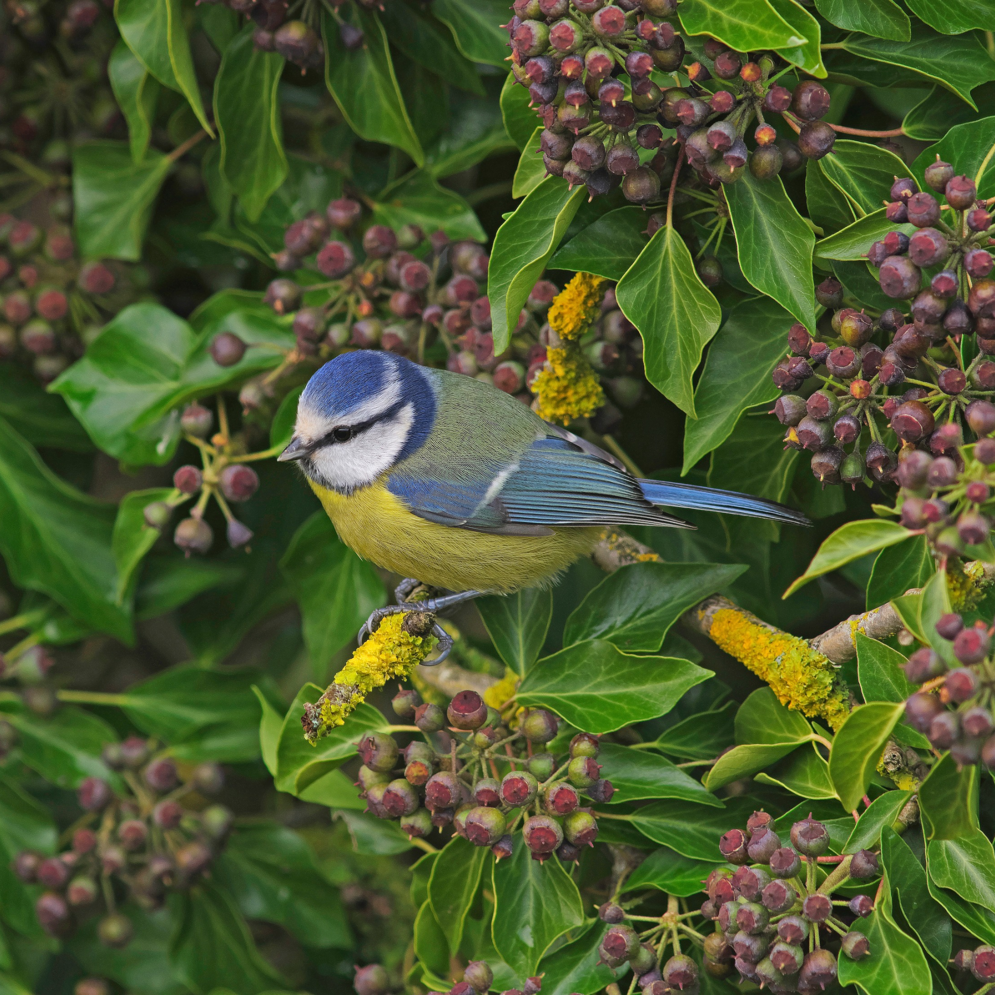Blue tit in an ivy bush.
