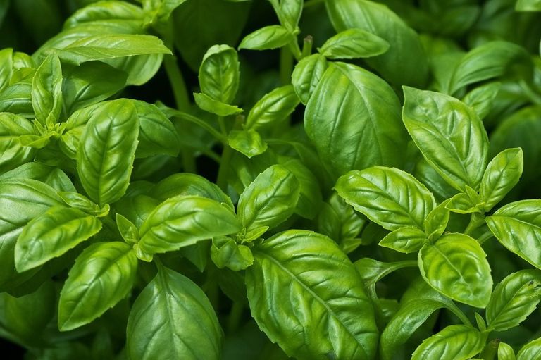Hot Weather Herbs What Herbs Grow In Zone 9 Gardens Gardening Know How