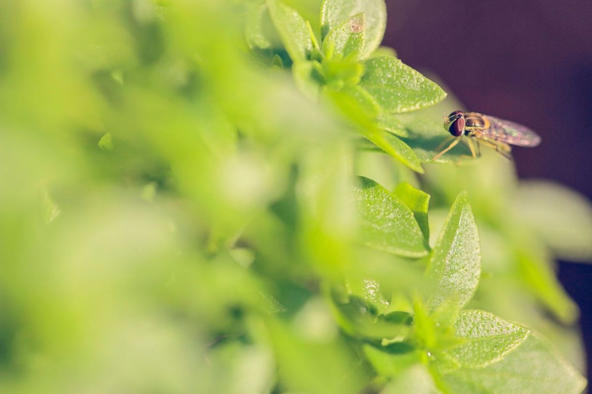 Basil plant kitchen pest control natural