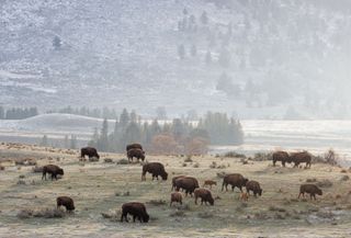 Photograph of bison cows and their calves making their way across Yellowstone National Park, taken by Charles Glatzer