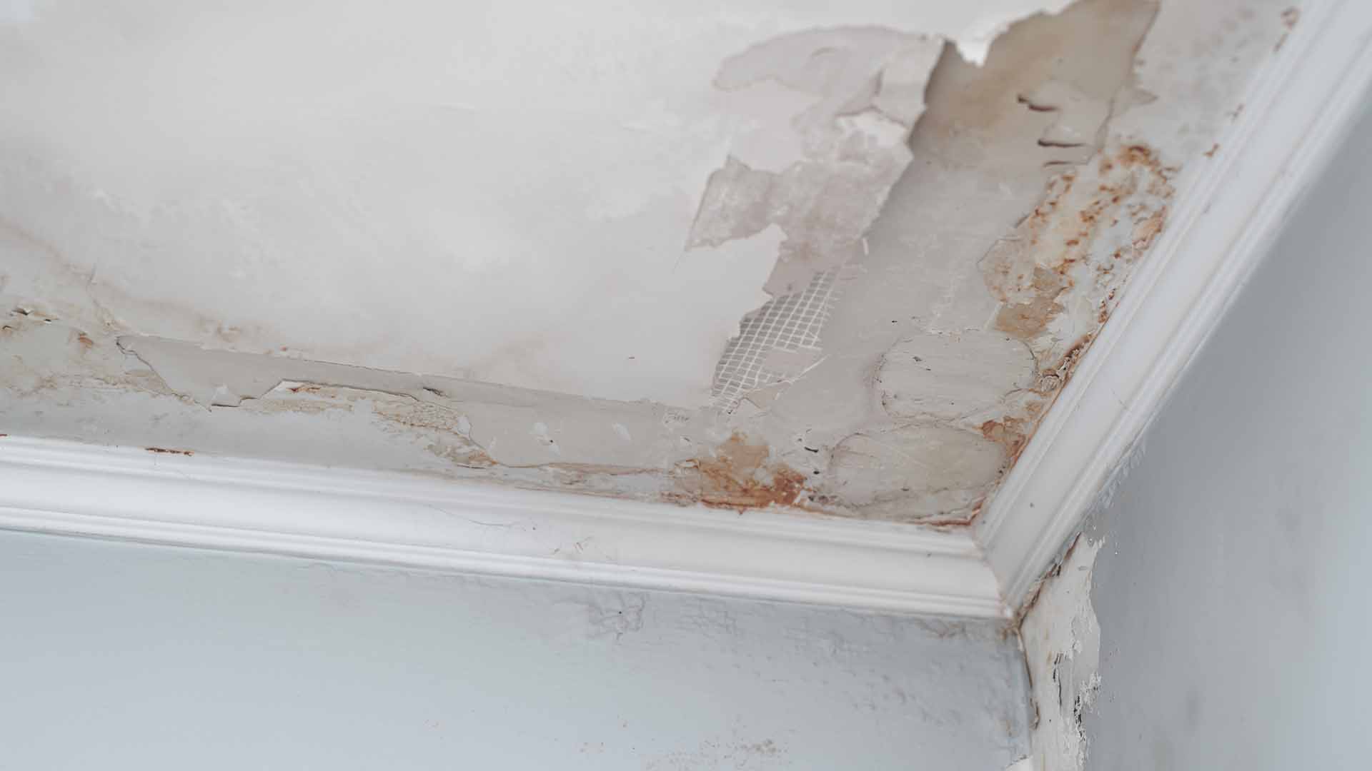 ceiling growing mold