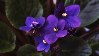 African Violet