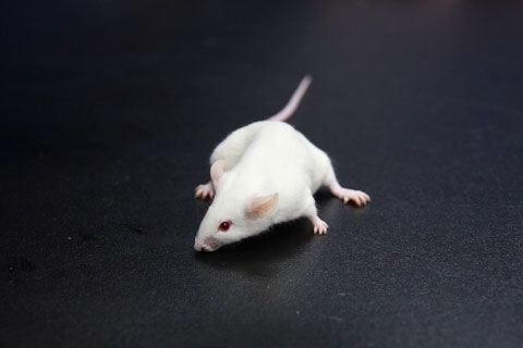 Mouse Baby I Have Two Daddies Live Science