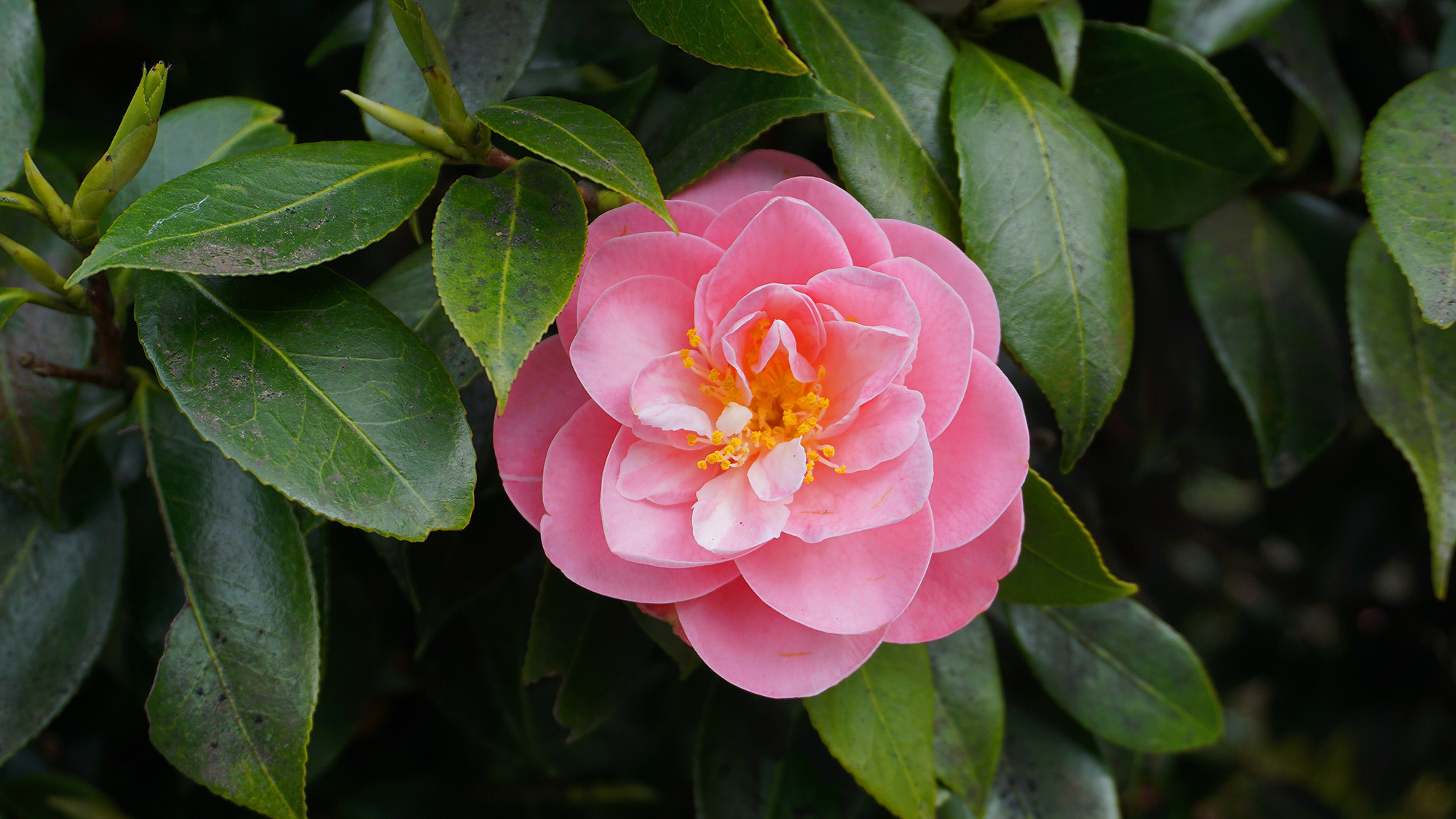 Camellia japonica
