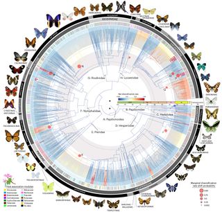 A circular tree of life showing how different species of butterfly evolved