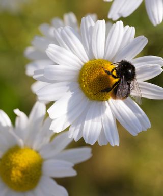 how to grow chrysanthemums: Ox-Eye Daisy once known as Chrsanthemum