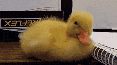 Duck on Desk Falling Asleep