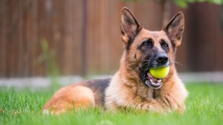German Shepherd lying on the grass with tennis ball in mouth