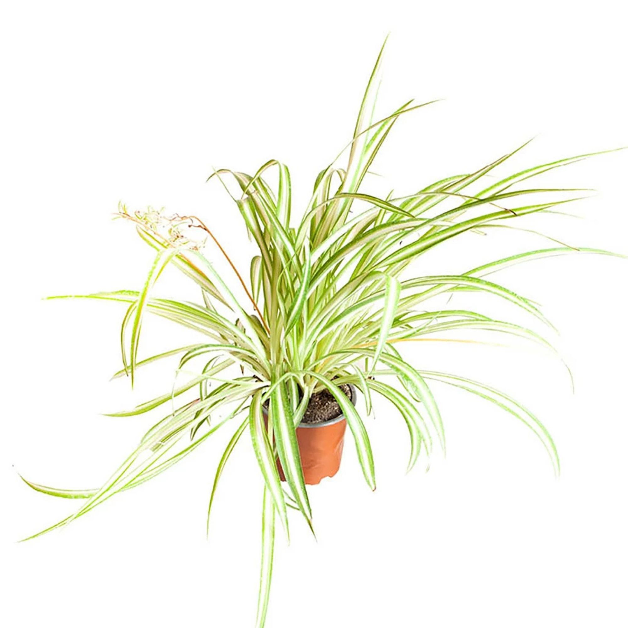 You Garden Spider Plant