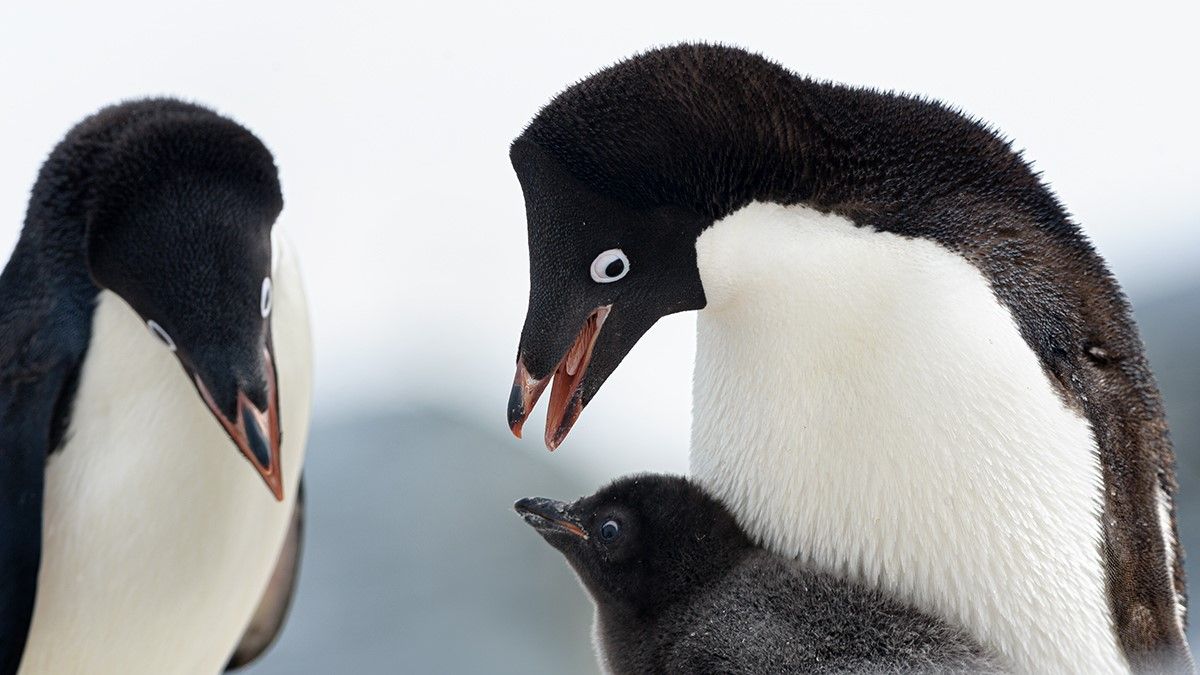 Over 60 million years ago, penguins abandoned flight for swimming. Here’s how.