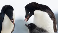 An Ad&eacute;lie penguin family.