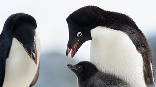 Penguin Brains Not Changed by Loss of Flight