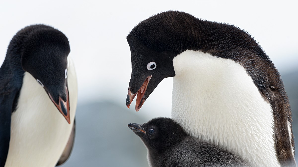Why Did Penguins Stop Flying? The Answer Is Evolutionary