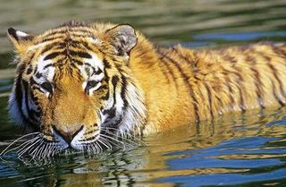 A Siberian, or Amur, tiger. These cats once teetered on the brink of extinction, and still face grave threats.