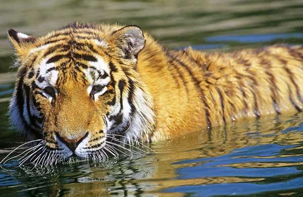 Iconic Cats: All 9 Subspecies of Tigers | Live Science