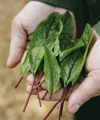 Hands holding a harvest of red-veined sorrel leaves