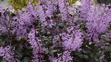 Plectranthus 'Velvet Elvis' in shade of violet