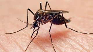 Close-up picture of a Aedes Aegypti mosquito biting a person's hand