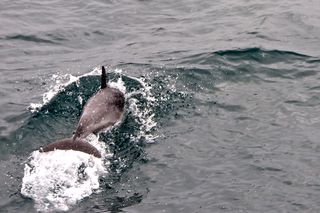 Galapagos of North America, whale watching spots, endangered ecosystems, national parks