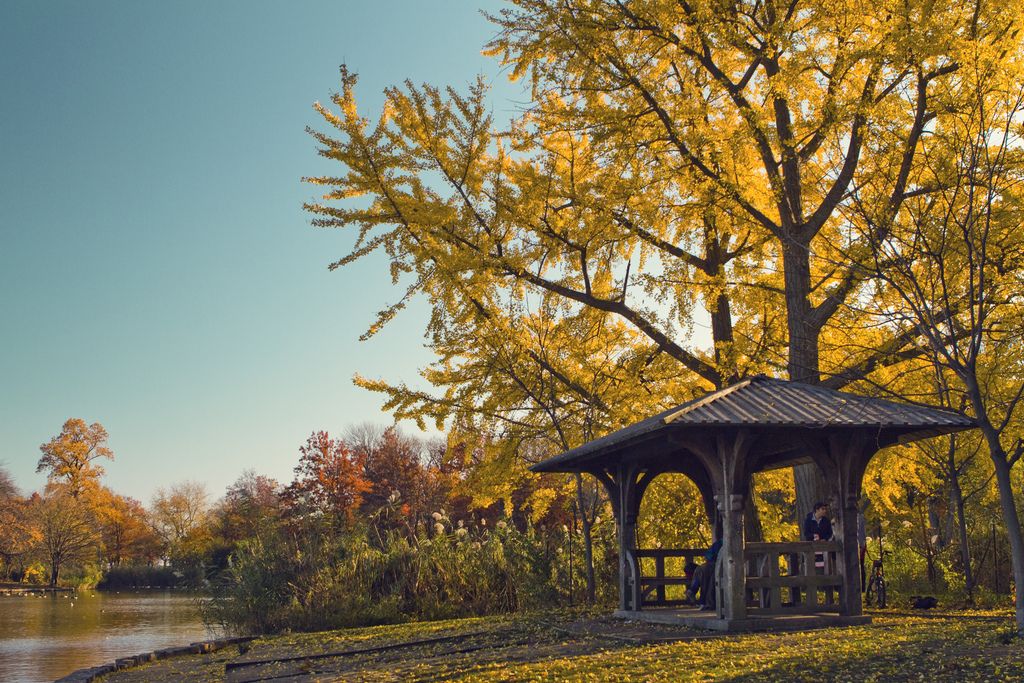 Autumn in Prospect Park