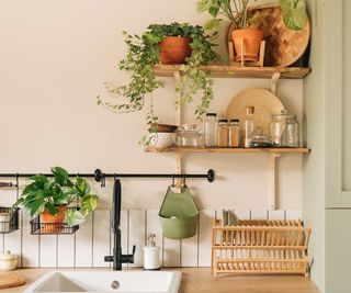 indoor plants on kitchen shelves around sink