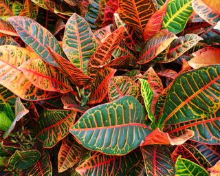 Brilliant colors in the leaves of a Petra Croton plant