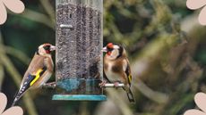 picture of two goldfinches eating from a bird feeder in a UK garden