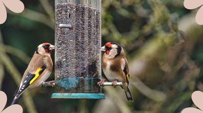 picture of two goldfinches eating from a bird feeder in a UK garden