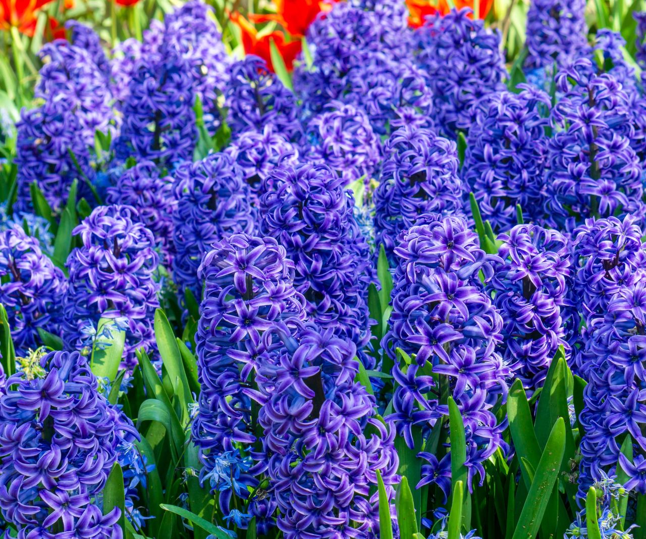How to deadhead and care for hyacinths after flowering Homes & Gardens