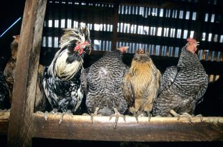 Chickens; rooster roosting, hen house.