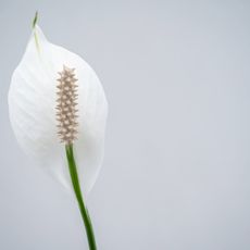 A peace lily flower