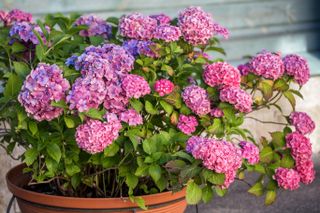 Pink hydrangeas growing out of a planter