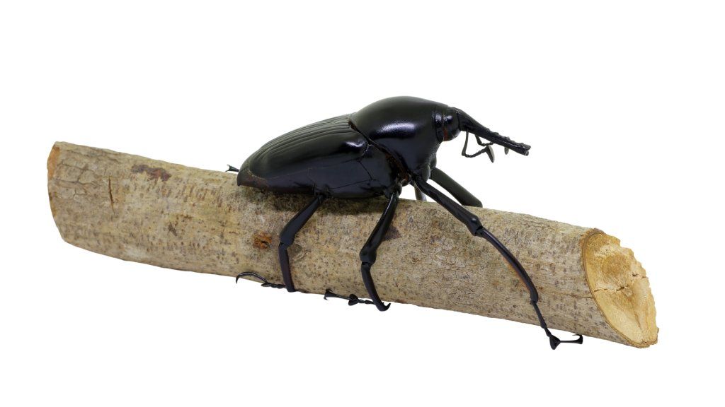 A South American palm weevil on a stick