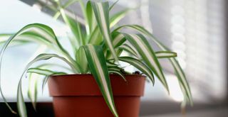 Spider plant on a window sill to show how to prevent condensation windows